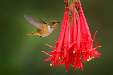 Çiçek açan sinekkuşu. Scintillant Hummingbird, Selasphorus scintilla, doğadaki minik kuş. Kosta Rika 'dan gelen en küçük kuş güzel turuncu çiçeğin yanında uçuyor, tropikal orman..