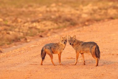 Çakıl yolda çakıl çifti, akşam lambası. Altın Çakal, akşam güneşli Canis Aureus, Sri Lanka, Asya. Güzel güneş ışığıyla doğal yaşam ortamından güzel bir manzara. Sri Lanka 'dan vahşi yaşam.