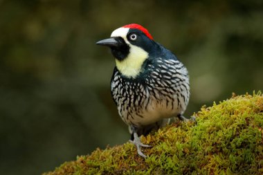 Ağaçkakan, Melanerpes formicivorus. Kosta Rika 'nın yeşil yosunlu dalında oturan güzel kuş. Amerika 'da kuş gözlemciliği. Kosta Rika dağ ormanlarından ağaçkakan..