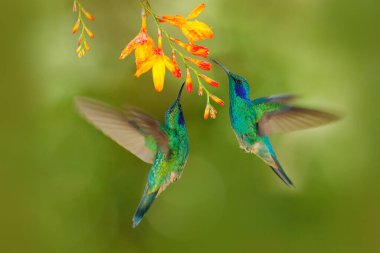 Tropik vahşi yaşam. Turuncu çiçekli sinekkuşları. İki yeşil kuş, yeşil menekşe kulaklı, Colibri thalassinus, güzel sarı çiçeğin yanında uçuyor, Savegre, Kosta Rika. Doğadan aksiyon vahşi yaşam sahnesi.