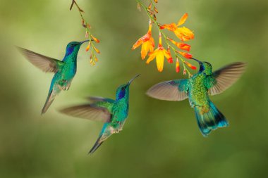 Sinekkuşu uçuşu. Yeşil menekşe kulaklı, sürü halinde parlayan kuşlar. Colibri thalassinus, doğada uçan tropikal ağaç habitatı, kırmızı çiçek, Tapanti NP, Kosta Rika. Ormandan vahşi yaşam sahnesi. 