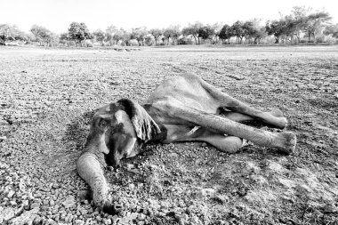 Mana Havuzları 'ndaki fil, Afrika' daki Zimbabwe. Eski ormanda büyük bir hayvan, akşam ışığı, güneş batışı. Doğadaki büyülü vahşi yaşam sahnesi. Afrika fili çok güzel bir yaşam alanında. Doğada sanat görünümü.