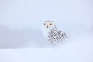 Karlı baykuş, habitatta karın üzerinde oturuyor. Beyaz kuşla soğuk kış. Doğadan vahşi yaşam sahnesi, Manitoba, Kanada. Beyaz çayırda baykuş, hayvan davranışları..