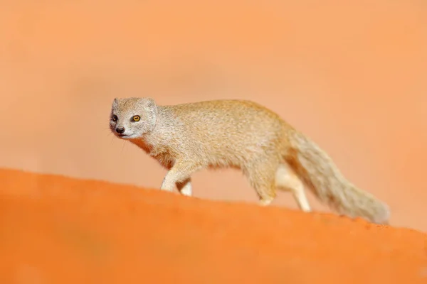 Mongoose Rood Zand Kgalagadi Botswana Afrika Gele Mongoolse Cynictis Penicillata — Stockfoto