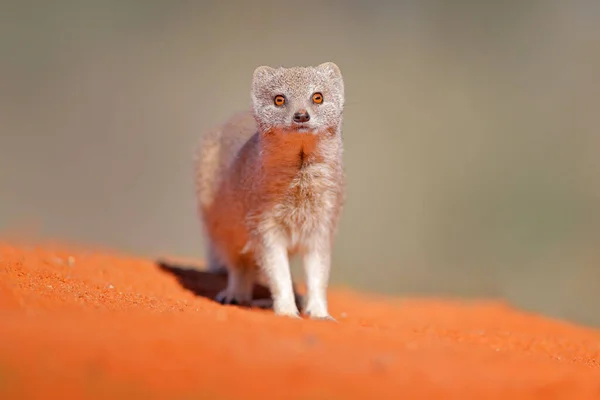 Mongoose Röd Sand Kgalagadi Botswana Afrika Gul Mongoose Cynictis Penicillata — Stockfoto