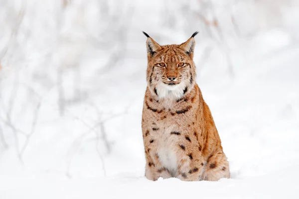山猫在森林里散步 野猫在雪地里 野生动物的场景来自冬天的自然 在栖息地里可爱的大猫 寒冷的环境 德国雪地森林 有美丽的动物野生山猫 — 图库照片