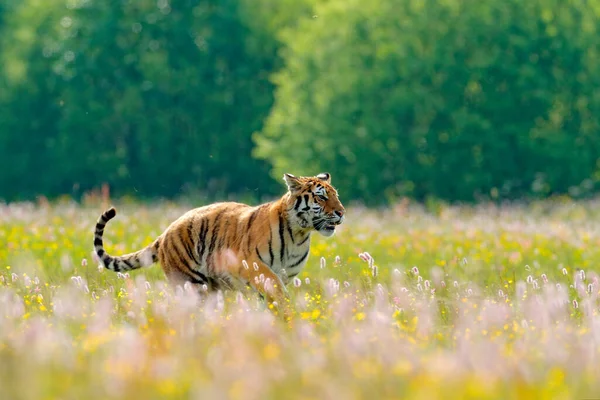 Tigre Aux Fleurs Roses Jaunes Tigre Amour Assis Dans Herbe — Photo