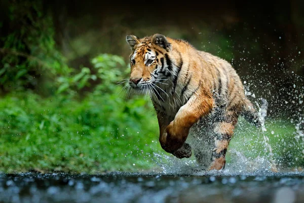 Amur Tigre Corriendo Agua Siberia Animal Peligroso Tajga Rusia Animal — Foto de Stock