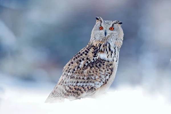 Sova Sibiře Rusko Pták Sněhem Sloupová Zima — Stock fotografie