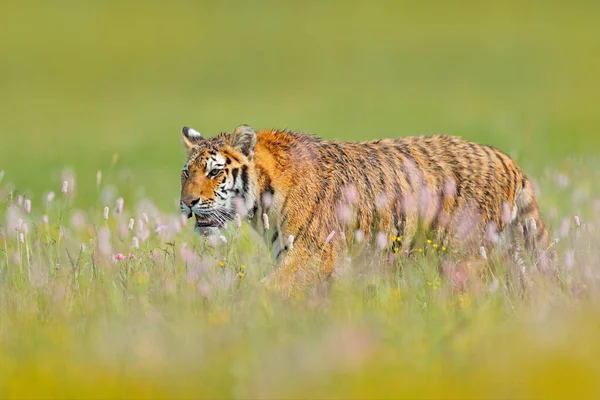 ピンクと黄色の花のタイガー アムールトラの草の中に座っている 危険な動物と花の草原 ロシアの夏からの野生動物 — ストック写真