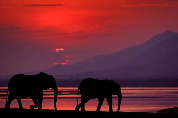 Słoń Mana Pools Zimbabwe Afryce Duże Zwierzę Starym Lesie Wieczorne — Zdjęcie stockowe