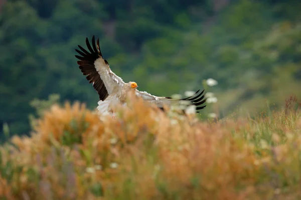 Egyptský Sup Neophron Percnopterus Velký Dravec Sedící Kameni Přírodním Prostředí — Stock fotografie