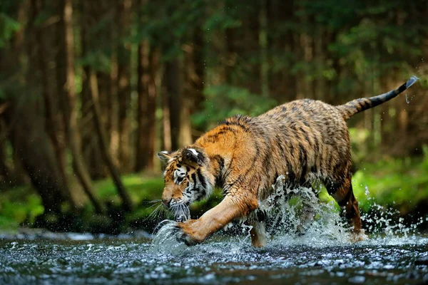 Amur Tigre Corriendo Agua Siberia Animal Peligroso Tajga Rusia Animal — Foto de Stock