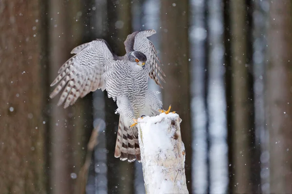 Habichtflug Deutschland Nördlicher Habicht Landet Winter Bei Schnee Auf Fichte — Stockfoto