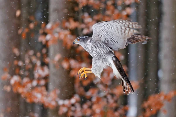 戈斯霍克飞行 北戈斯喀克在云杉树上白雪飘落 野生动物的场景来自冬天的自然 森林生境中的猛禽 — 图库照片