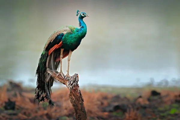 Peafoul Indio Pájaro Muestra Cortejo Ventana Del Árbol Sri Lanka — Foto de Stock