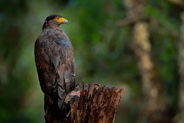 Aquila Serpente Crestata Formaggio Spilornis Nell Ambiente Cerca Prede Fotografia — Foto Stock