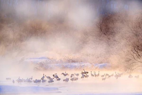 野生動物 雪の自然 クレーン橋 音羽冬の日本雪と 霧のある川の鳥 北海道 寒い日本 水の中の赤い冠鶴 — ストック写真