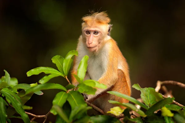 Toque Macaque Macaca Sinica Singe Avec Soleil Soir Macaque Dans — Photo