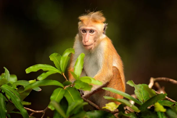 Toque Macaque Macaca Sinica Apa Med Kvällssol Makak Naturmiljö Wilpattu — Stockfoto