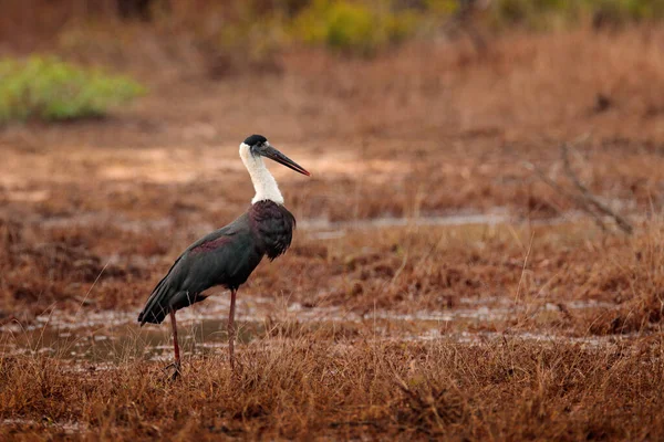 Birdwatching Sri Lanka Woolly Necked White Necked Stork Ciconia Episcopus — Stock Photo, Image