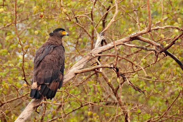 信以为真的毒蛇鹰 在森林环境中栖息在树干上 寻找猎物 斯里兰卡Wilpattu国家公园的野生动物摄影 — 图库照片