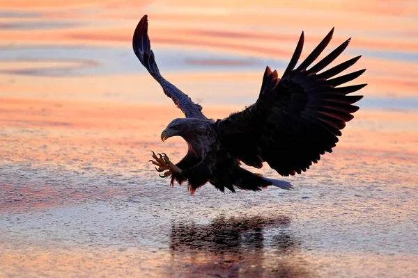 Sea Sunset White Tailed Eagle Haliaeetus Albicilla Morning Sunrise Hokkaido — Stock Photo, Image