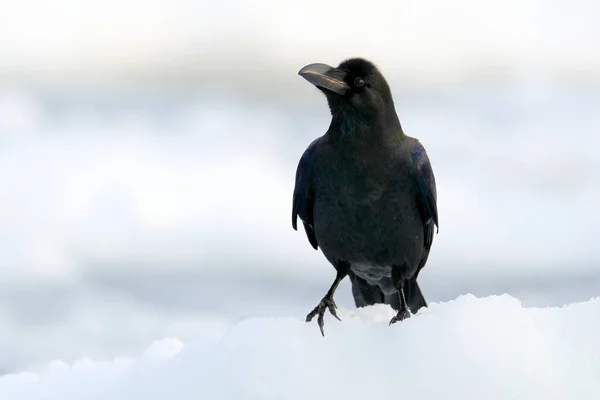 冬の間に白い環境に座ってレイヴン 自然生息地 鳥との最初の雪 雪の自然からの野生動物のシーン 白い雪の中の黒い鳥 — ストック写真