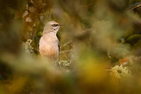 Тропічний Mockingbird Mimus Gilvus Рідкісний Вид Коста Риці Гори Долині — стокове фото