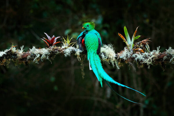 Quetzal, Pharomachrus mocinno, from  nature Costa Rica with green forest. Magnificent sacred mistic green and red bird. Resplendent Quetzal in jungle habitat. Widlife scene from Costa Rica.