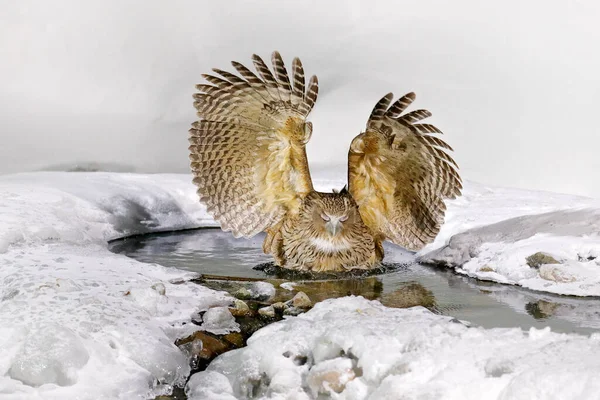 Uilenjacht Koud Water Wildlife Scene Uit Winter Hokkaido Japan Riviervogel — Stockfoto