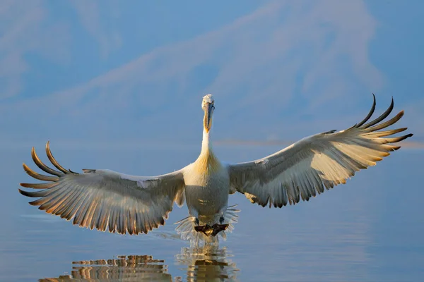 Pelikán Pelecanus Crispus Landolás Kerkini Tónál Görögország Pelikán Nyitott Szárnyakkal — Stock Fotó