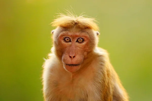 Toque Macaque Macaca Sinica Singe Avec Soleil Soir Assis Sur — Photo