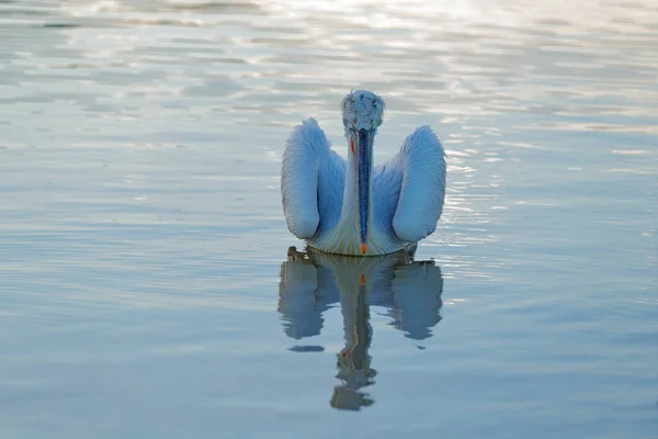 Pélican Pelecanus Crispus Débarquant Dans Lac Kerkini Grèce Pélican Aux — Photo