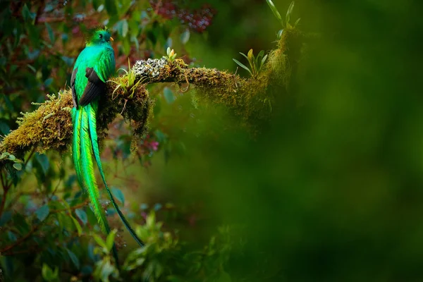 Quetzal Pharomachrus Mocinno Naturaleza Costa Rica Con Bosque Flores Rosadas —  Fotos de Stock