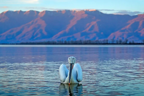 Pelican Pelecanus Crispus Atterraggio Nel Lago Kerkini Grecia Pellicano Con — Foto Stock