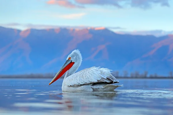 Pelican Pelecanus Crispus Aterrizando Lago Kerkini Grecia Pelícano Con Alas — Foto de Stock