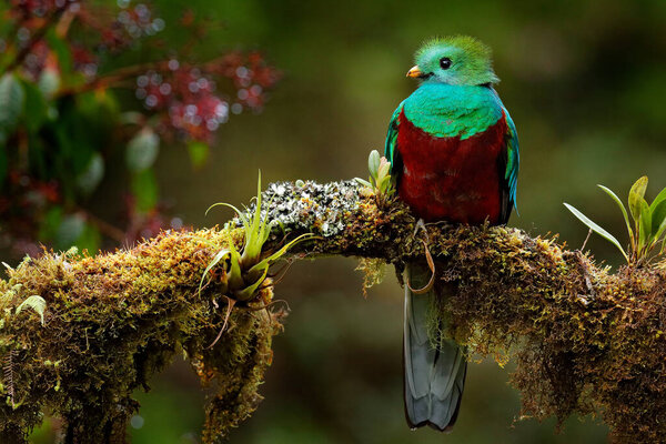 Quetzal, Pharomachrus mocinno, from  nature Costa Rica with pink flower forest. Magnificent sacred mystic green and red bird. Resplendent Quetzal in jungle habitat. Wildlife scene from Costa Rica.