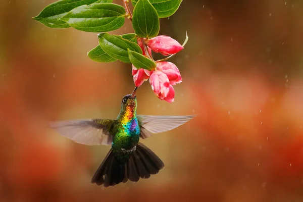 Fiery Throated Hummingbird Panterpe Insignis Skinnende Farverig Fugl Flugt Sugende - Stock-foto