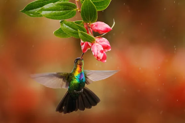 Вогненний Колібрі Panterpe Insignis Блискучий Барвистий Птах Польоті Смокче Нектар — стокове фото