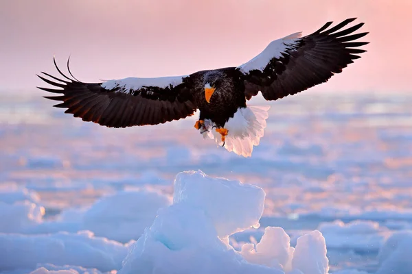 Vintersoluppgång Med Örn Stellers Havsörn Haliaeetus Pelagicus Morgonskymning Hokkaido Japan — Stockfoto