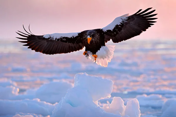 Winter sunrise with eagle. Steller's sea eagle, Haliaeetus pelagicus, morning twilight, Hokkaido, Japan. Eagle floating in sea on ice. Wildlife behavior, nature. Beautiful pink clouds in background.