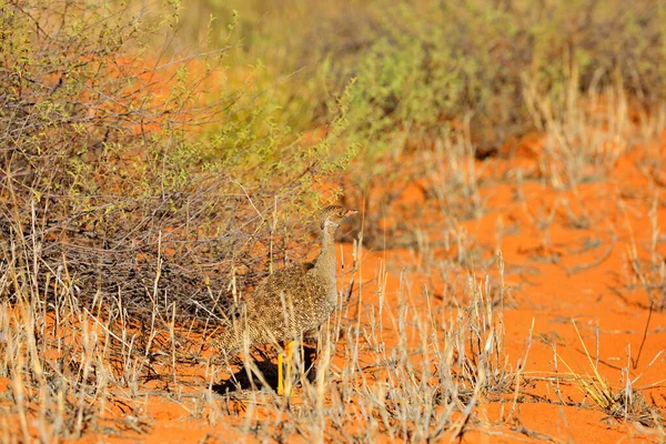 Vrouwelijke Vogel Zuidelijk Zwart Afrotis Afra Vogel Het Gras Ochtendlicht — Stockfoto