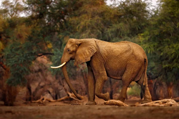 아프리카 Mana Pools 짐바브웨의 코끼리 마법의 동물의 모습입니다 아름다운 서식지에 — 스톡 사진