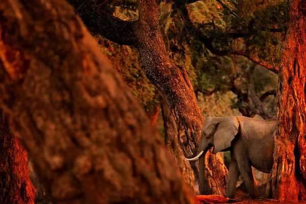 Elephant Mana Pools Zimbabwe Africa Grand Animal Dans Vieille Forêt — Photo