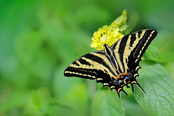 大自然阳光灿烂的一天 蝴蝶果皮 在自然绿林的栖息地 美国南部 亚利桑那州 绿色植被中的黄色昆虫 — 图库照片