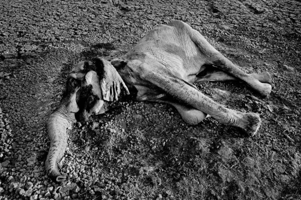 Elefante Muerto Mana Pools Zimbabue África Gran Animal Muerto Estación —  Fotos de Stock