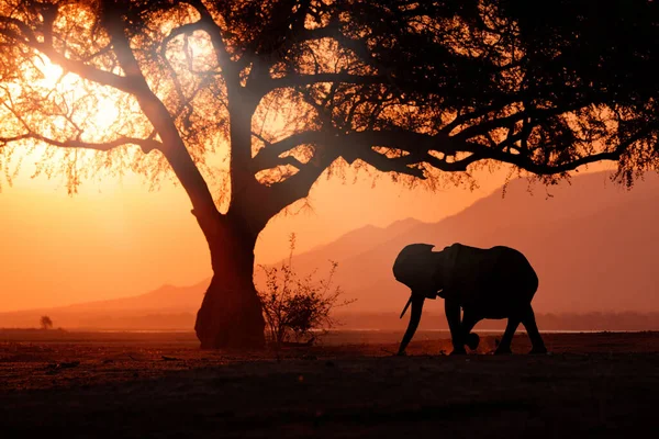 Slon Mana Pools Zimbabwe Africe Velké Zvíře Starém Lese Večerní — Stock fotografie