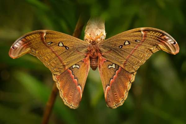 Attacus Caesar Moth Saturniidae Family Southern Philippines 나비는 초목에 고치에서 — 스톡 사진