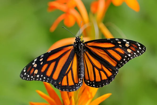 オレンジ色の蝶 モナーク ダナウスプレキパス 自然の生息地で メキシコのいい昆虫だ オレンジの花に蝶 熱帯雨林からの野生動物のシーン — ストック写真